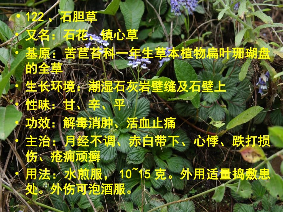 常用中草药5_第2页