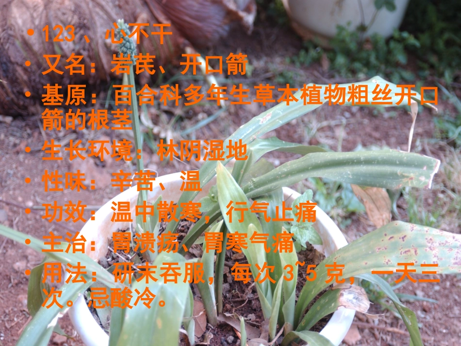 常用中草药5_第3页