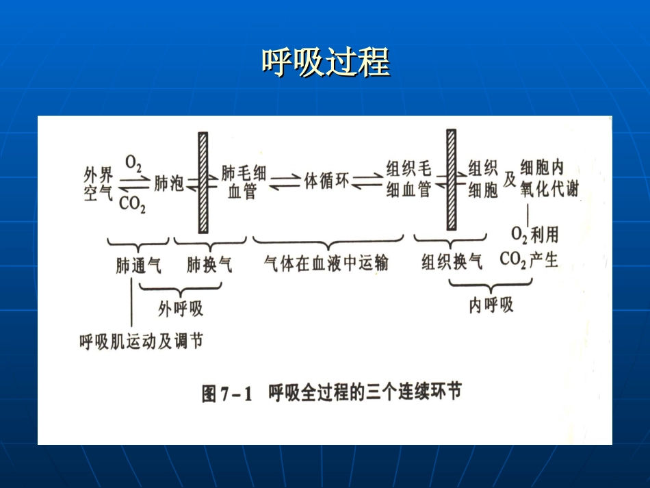 呼吸过程(精)_第2页