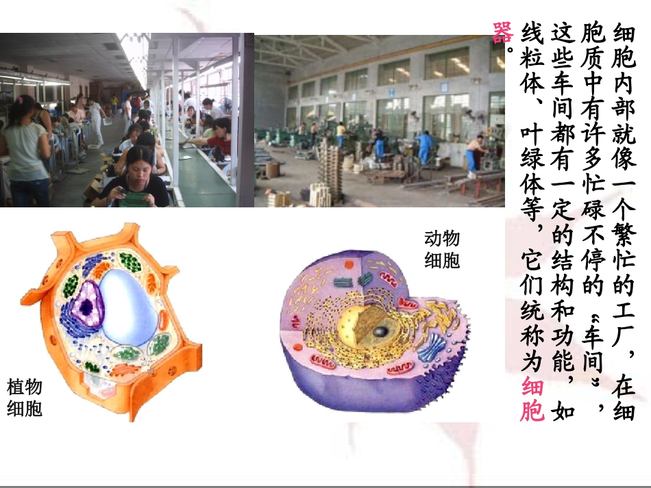 y细胞器—系统内的分工合作_第2页