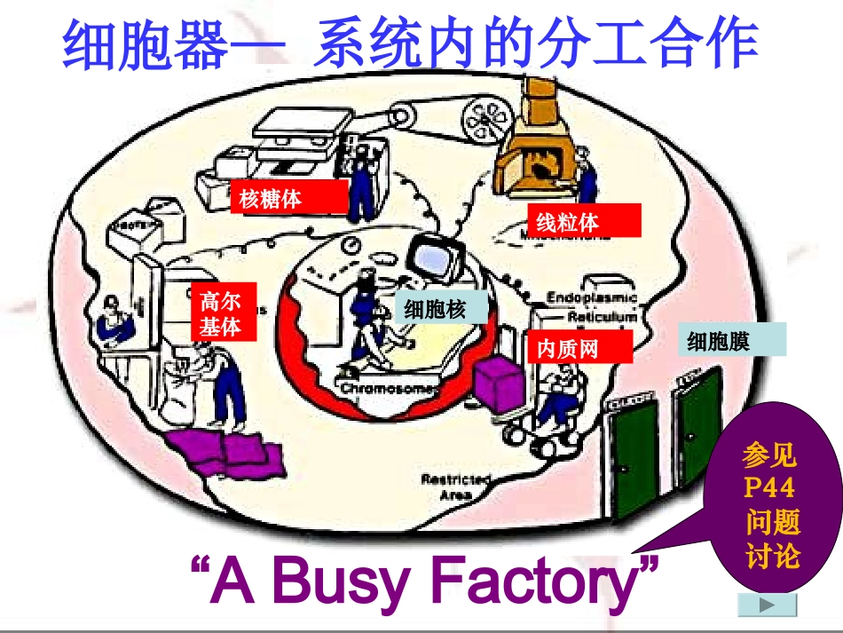y细胞器—系统内的分工合作_第3页