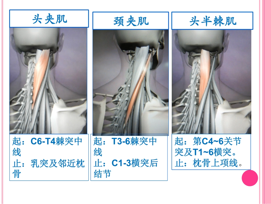 骨骼肌动态解剖图 1_第3页