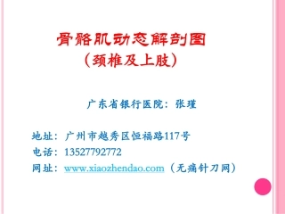 骨骼肌动态解剖图 1