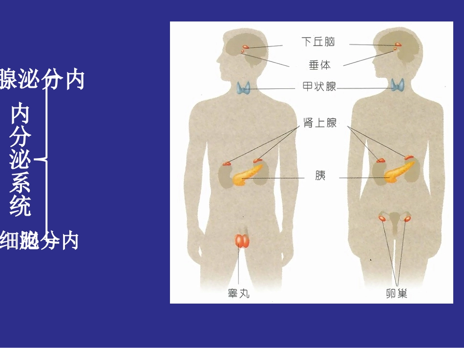 高中生物必修三2.2通过激素的调节_第3页