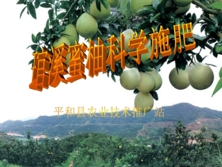 琯溪蜜柚科学施肥