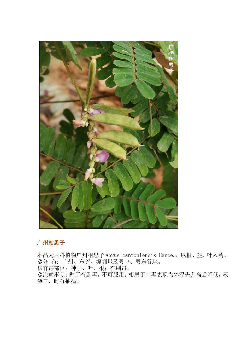 有毒植物图片_第2页