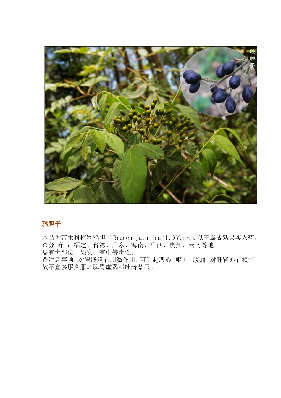 有毒植物图片_第3页