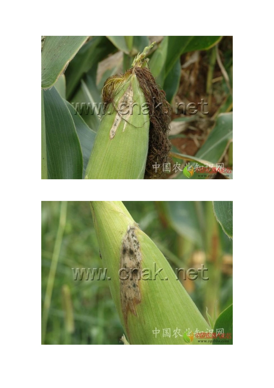 玉米病害大全_第2页