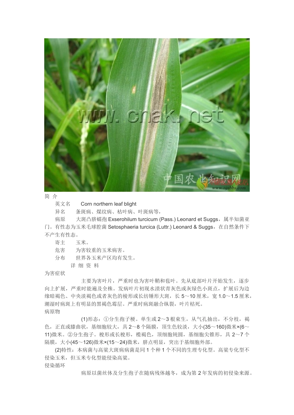 玉米病害大全_第3页