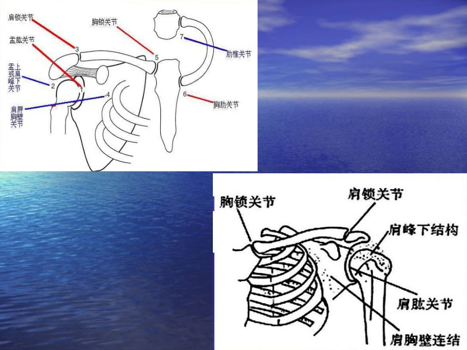 偏瘫患者的常见肩_第3页