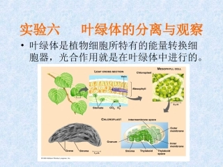 实验五、叶绿体的分离与观察