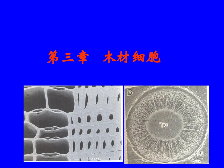 第三章木材细胞_第1页