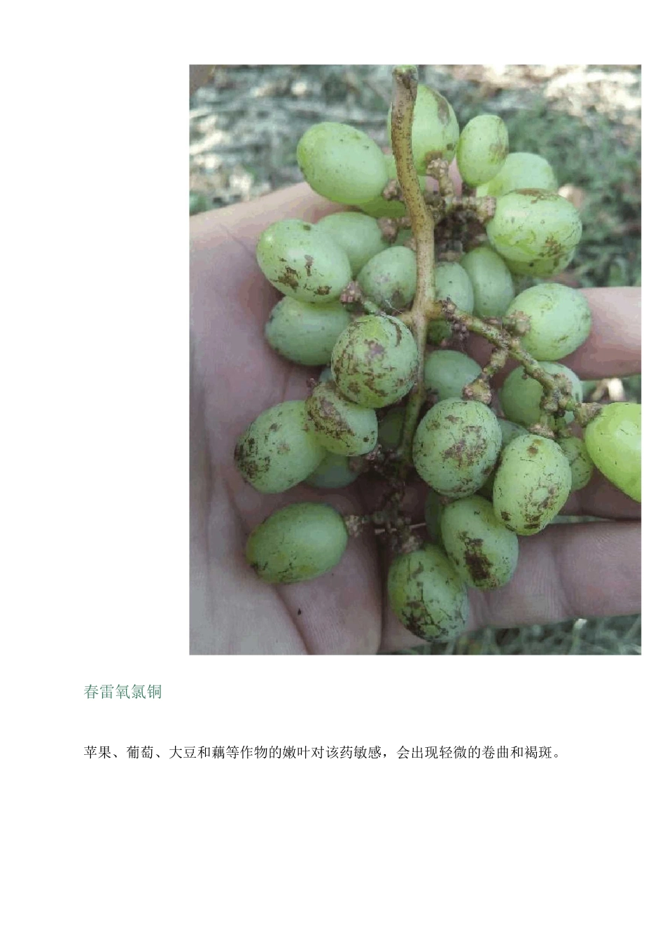 各类农药使用禁忌速查表_第3页