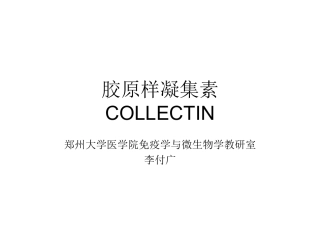 胶原样凝集素幻灯(免疫)