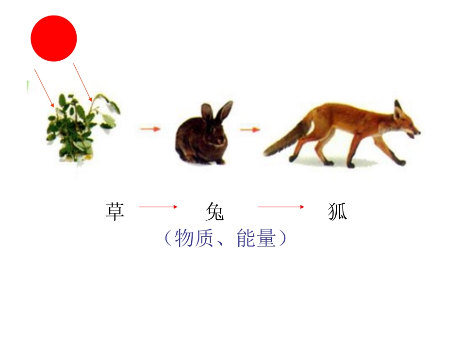 小肠适于消化吸收的结构特点_第3页