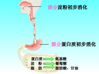 小肠适于消化吸收的结构特点