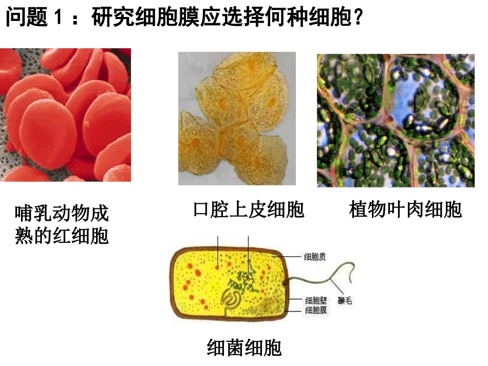 细胞膜公开课版本_第3页