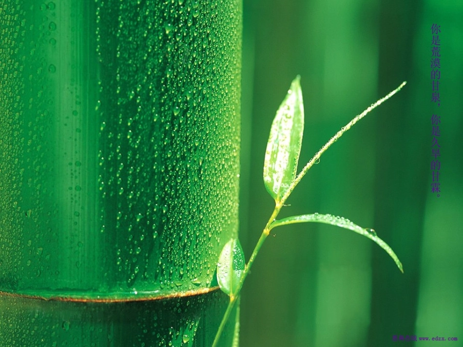 shabath Shalom_第1页