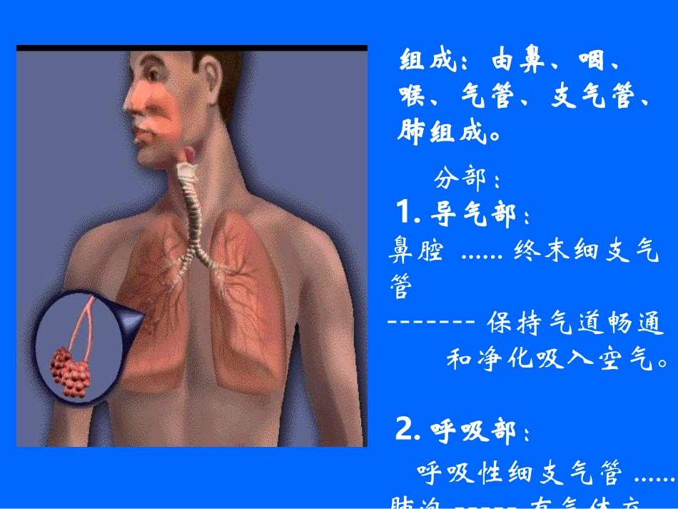 呼吸系统--祖胚-2_第3页