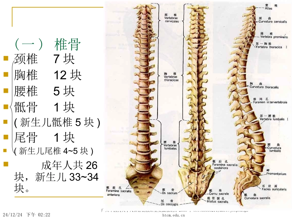 Chapter-2---Locomotive-System(2骨学各论-躯干骨)_第2页