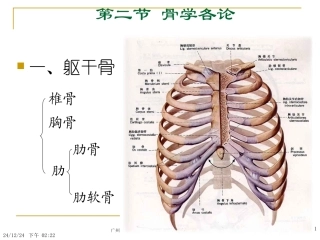 Chapter-2---Locomotive-System(2骨学各论-躯干骨)