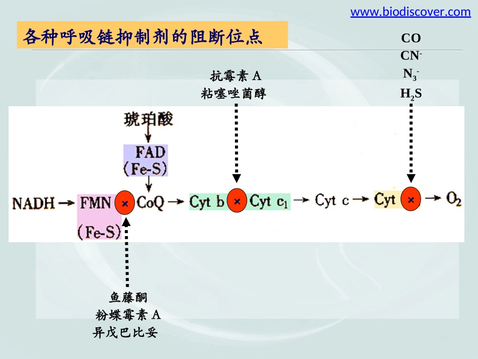 生物氧化(下)_第3页