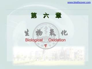 生物氧化(下)