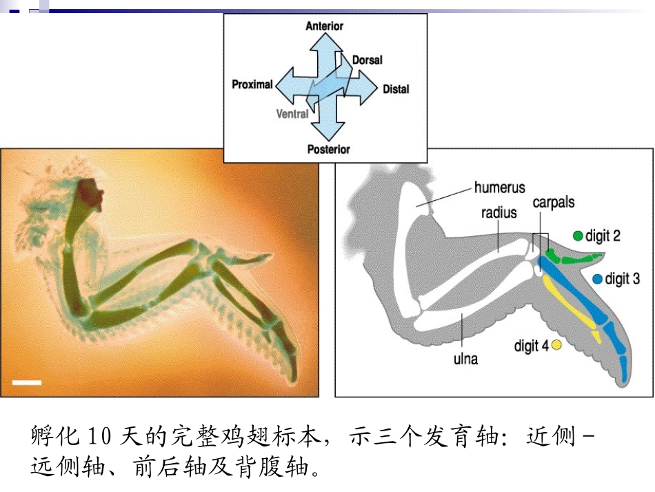 第五章 2脊椎动物肢体的发生_第3页