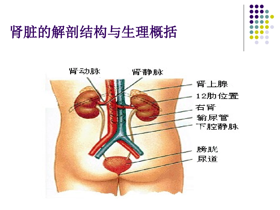 尿液检查分析_第2页