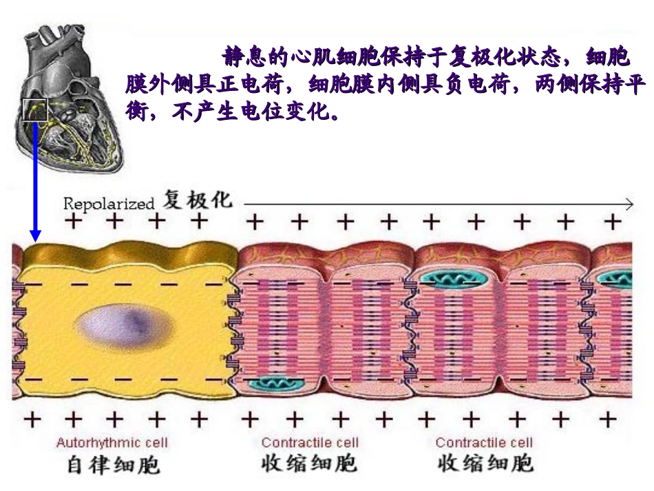 非常好的临床心电图学教程_第3页