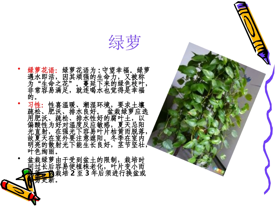 常见室内花卉介绍_第2页