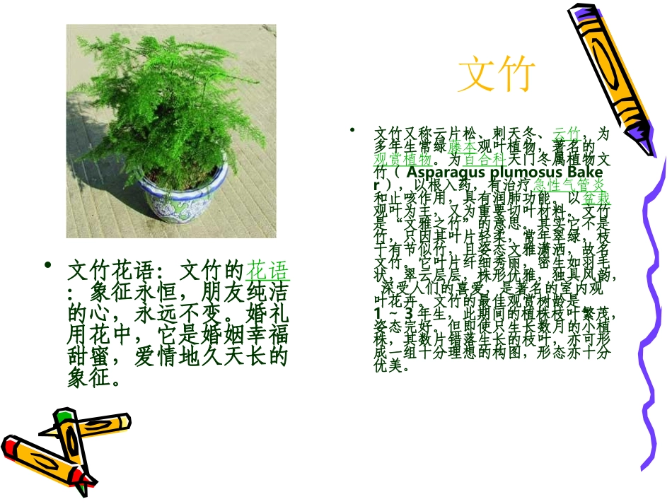 常见室内花卉介绍_第3页