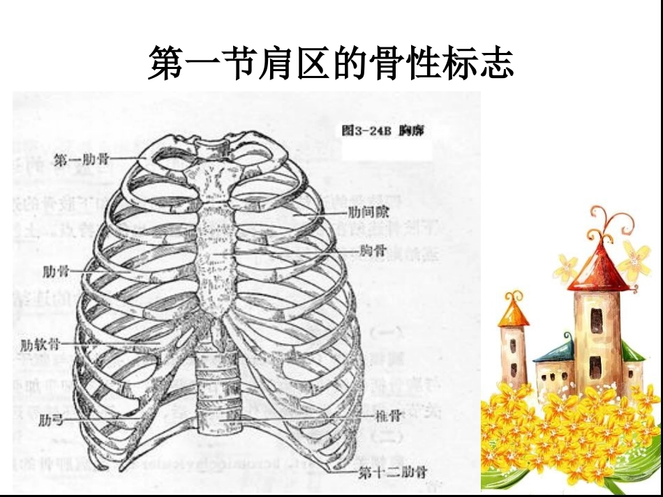 第六章肩区运动学_第2页
