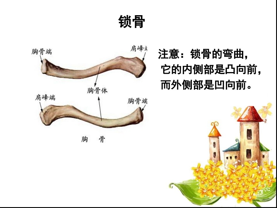 第六章肩区运动学_第3页