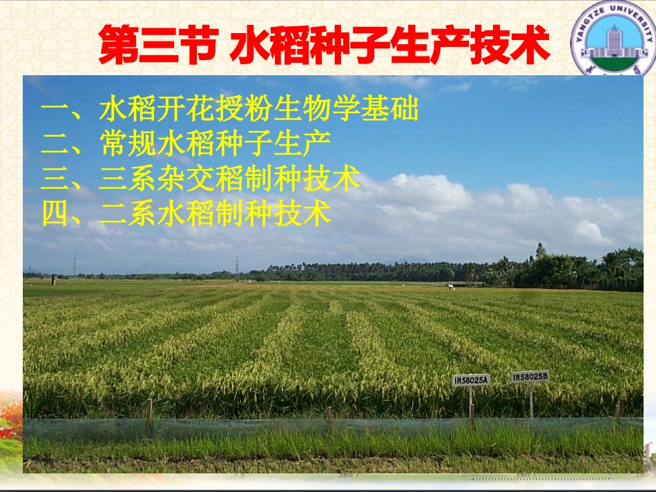 水稻种子生产技术_第1页
