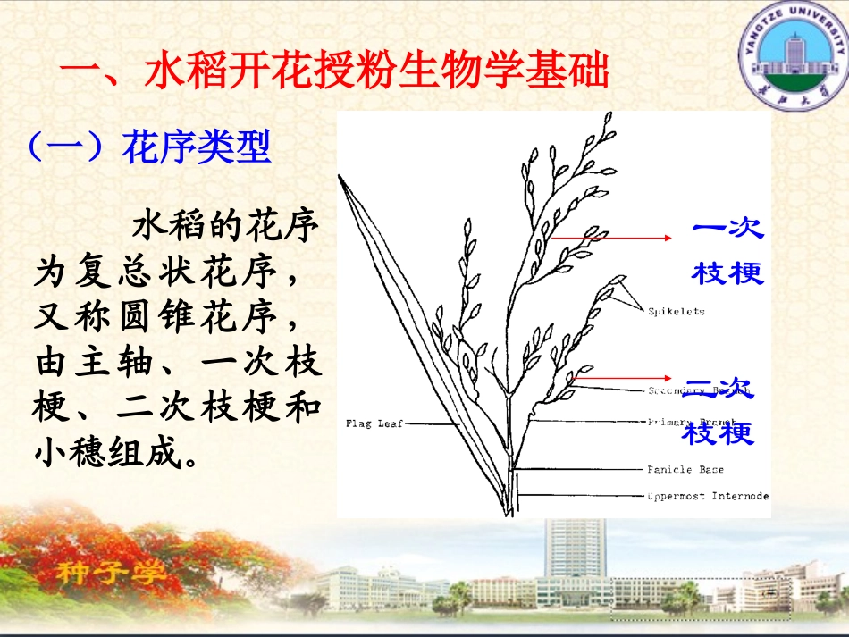 水稻种子生产技术_第3页