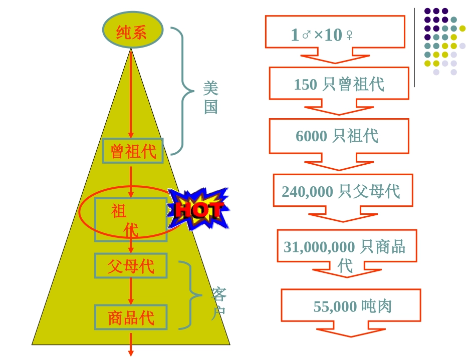 AA肉鸡饲养管理讲座_第3页