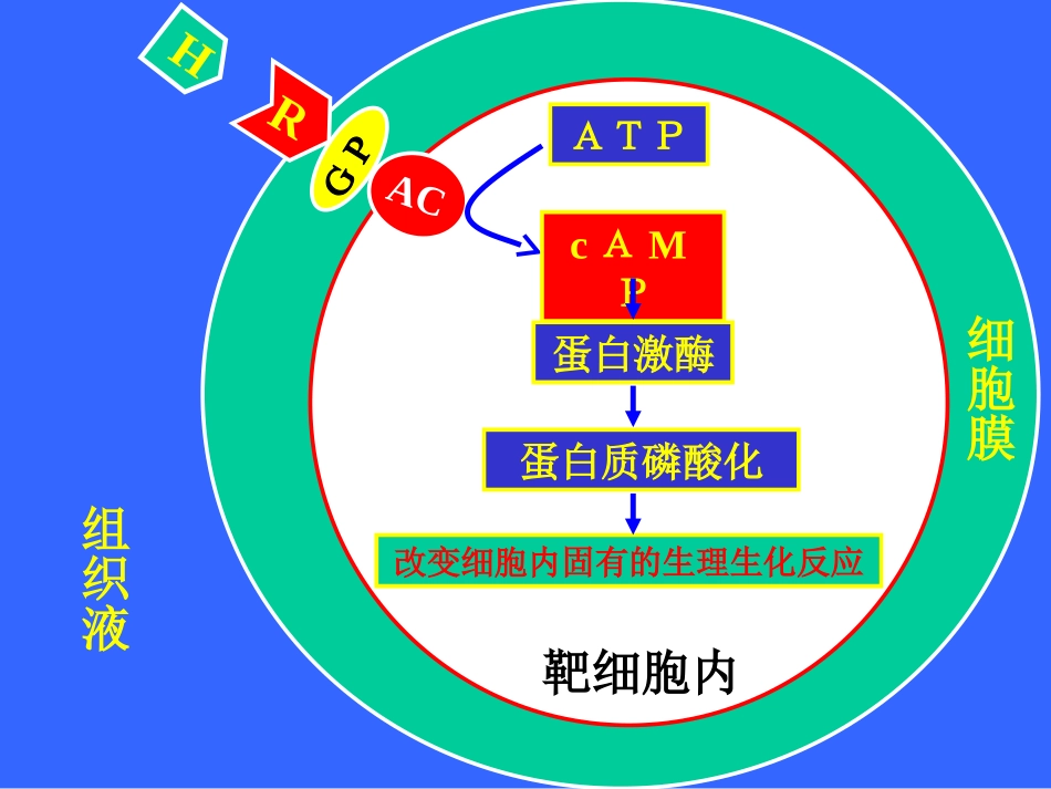 动物生理学 内分泌生理2_第1页