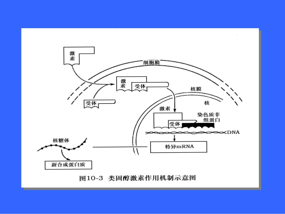 动物生理学 内分泌生理2_第2页