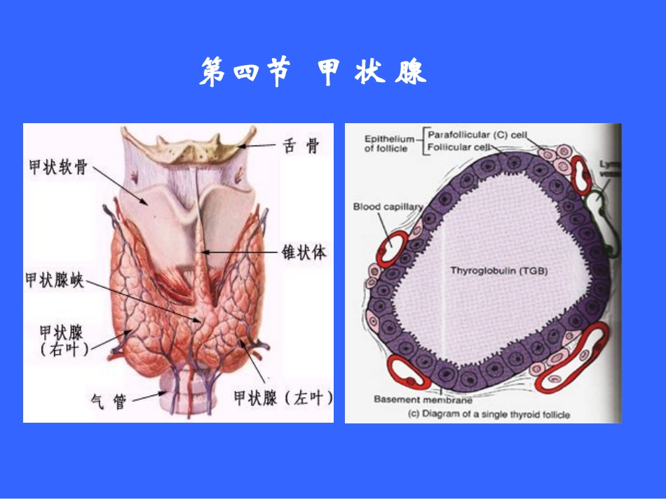 动物生理学 内分泌生理2_第3页