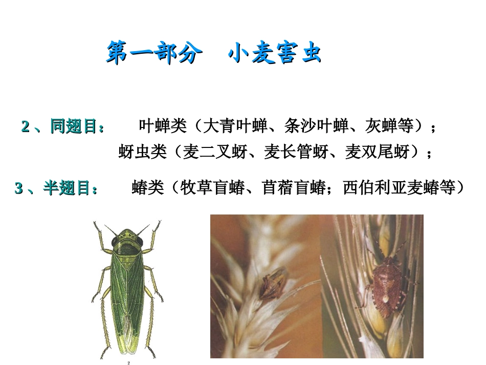 小麦病虫害防治_第3页