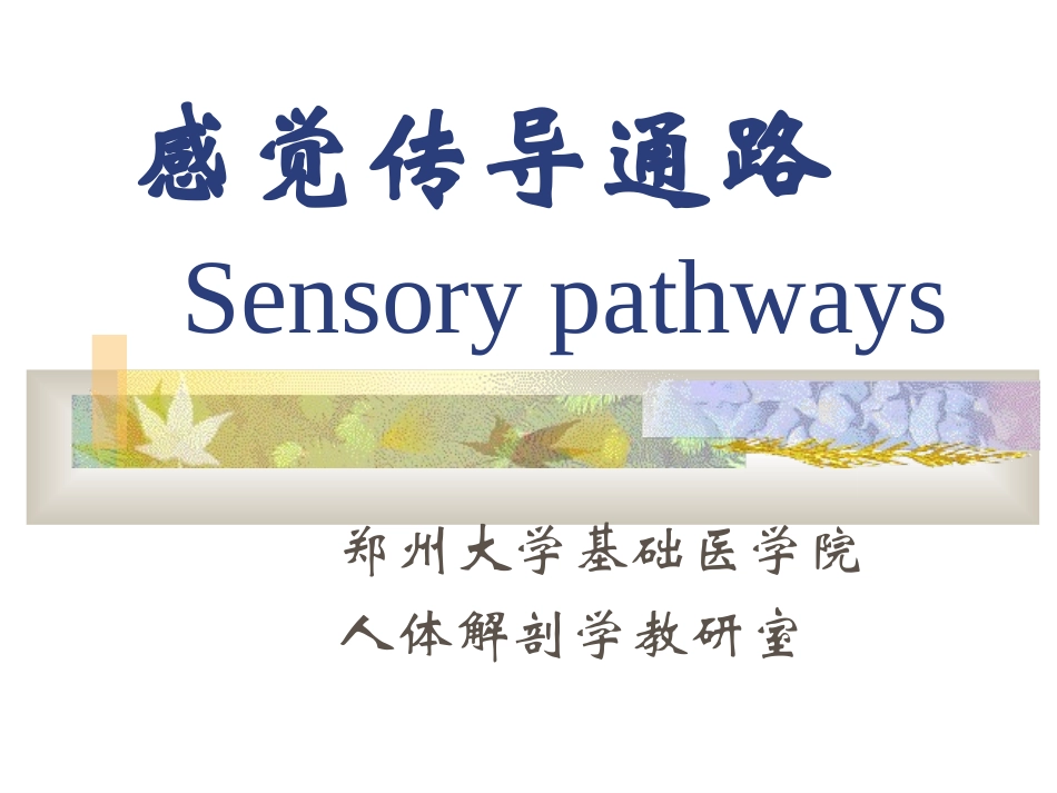 人体解剖学感觉传导通路_第1页