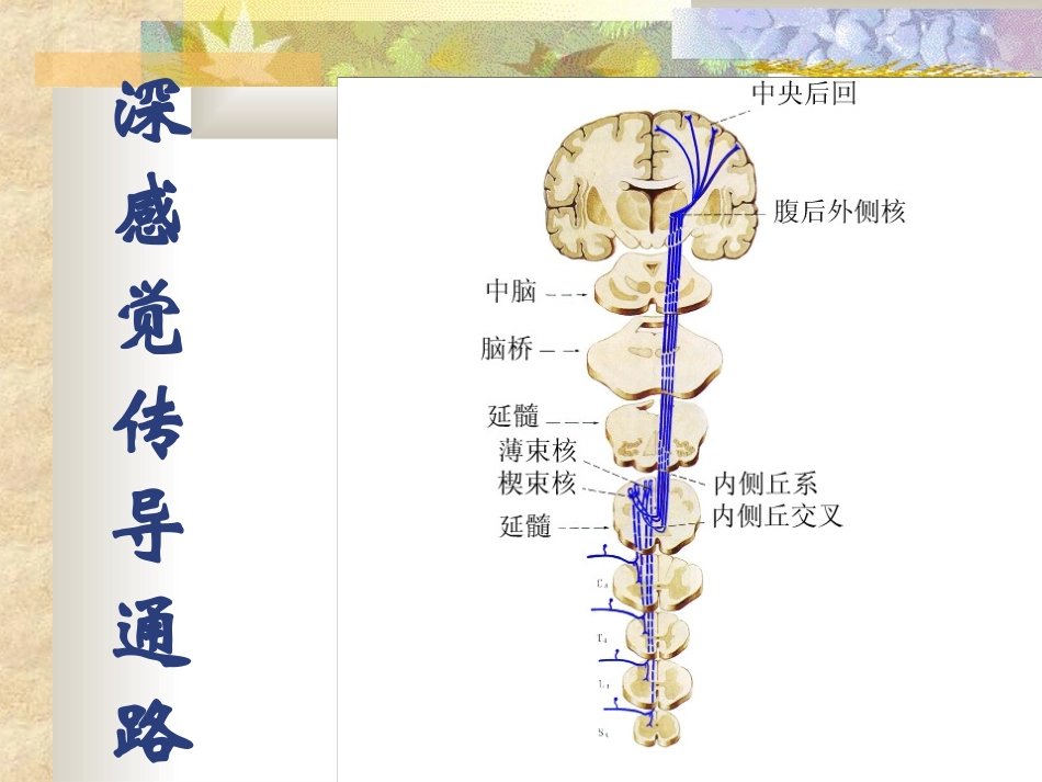 人体解剖学感觉传导通路_第3页