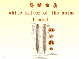 神经解剖学--脊髓