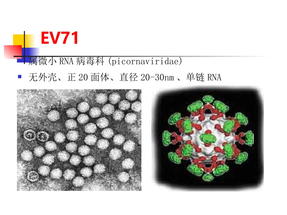 手足口病诊治中的神经系统相关问题(2010-08-30)_第3页