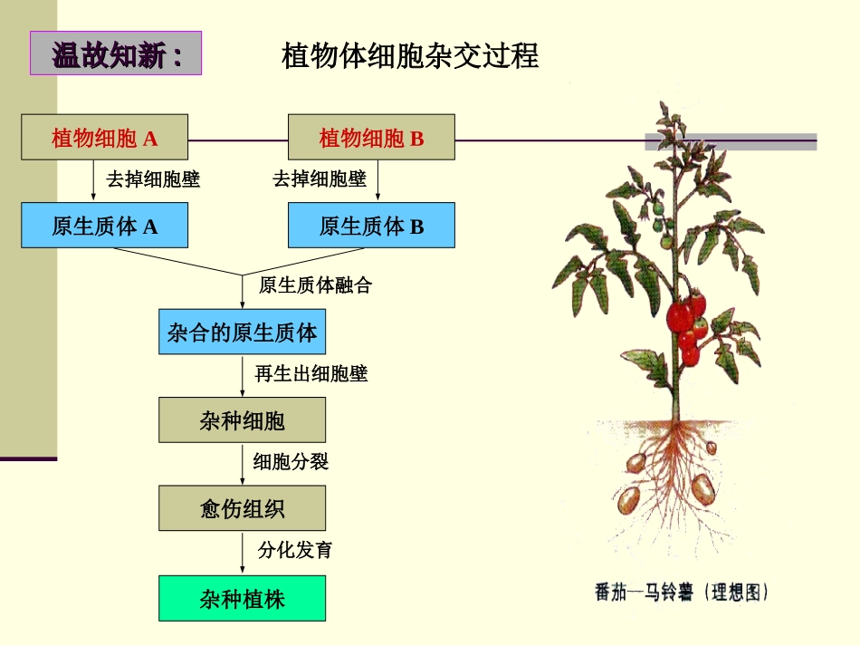 动物细胞融合与单克隆抗体(讲课)_第2页