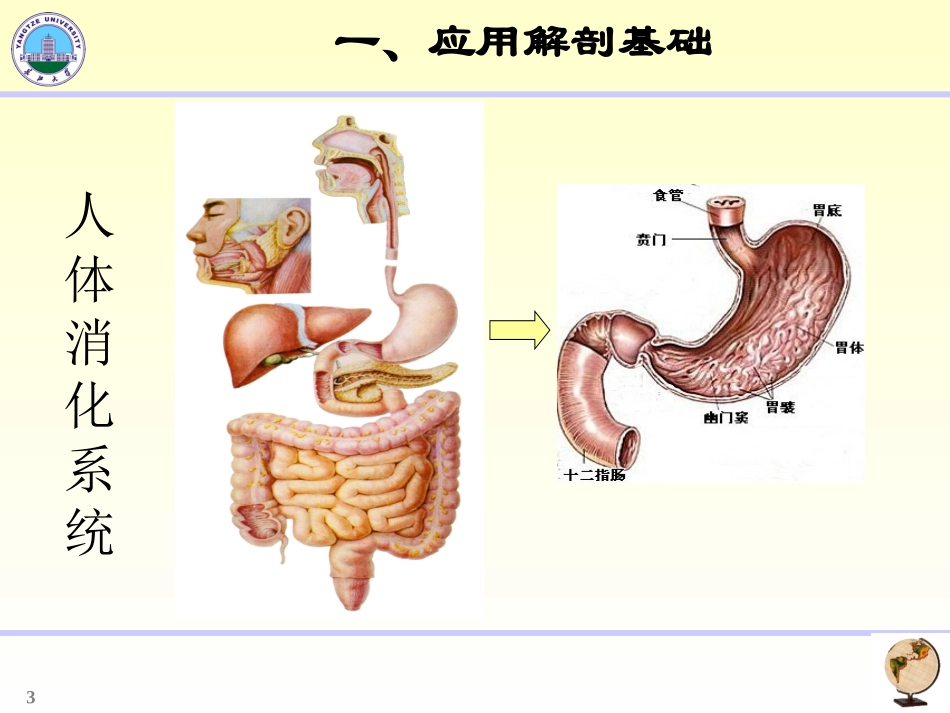 胃十二指肠影像学_第3页
