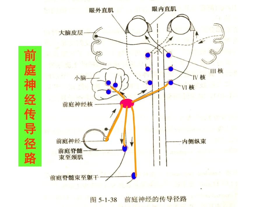 耳源性眩晕诊治_第3页