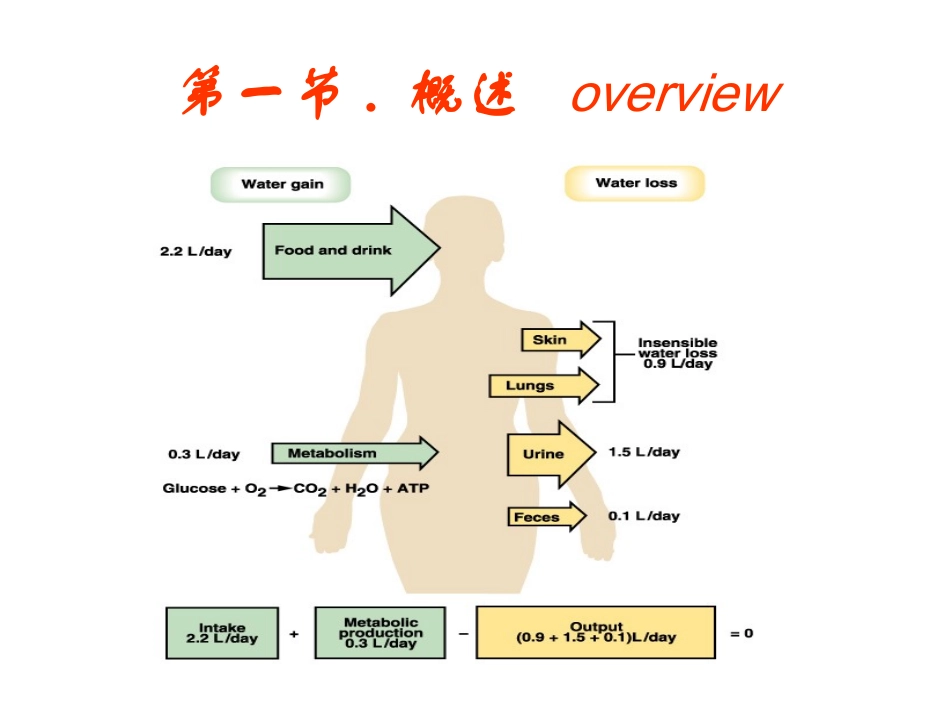 大学生理课程 人体 排泄系统_第2页
