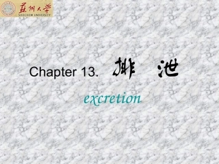 大学生理课程 人体 排泄系统
